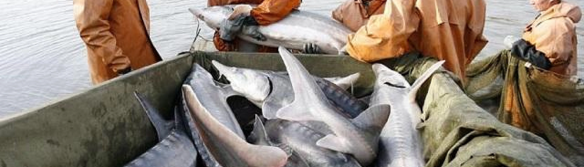 Росрыболовство прогнозирует возобновление промысла осетровых в Азовском море