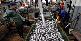Росрыболовство рассчитывает на экспорт рыбной продукции на $6 млрд по итогам 2025 года