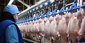 Экспорт продукции из куриного мяса из России в Саудовскую Аравию в 2025 году вырос до рекордных значений