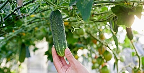 Огурцы стали самым подешевевшим продуктом в России по итогам апреля