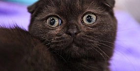 Кот мог случайно включить плиту и спровоцировать взрыв газового баллона в Одинцово