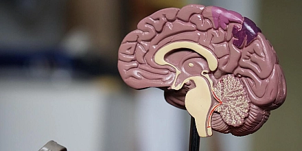 Nature: новая теория ставит под сомнение классическое представление о роли дофамина