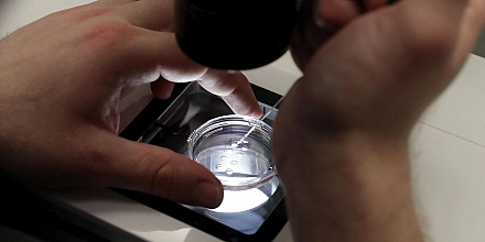 В Белоруссии предложили расширить программу ЭКО до двух бесплатных попыток