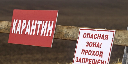 Травников сообщил о снятии карантина по пастереллезу в Новосибирской области