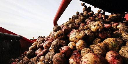 Российские ученые повысили урожайность картофеля на 15% с помощью трех беспилотников